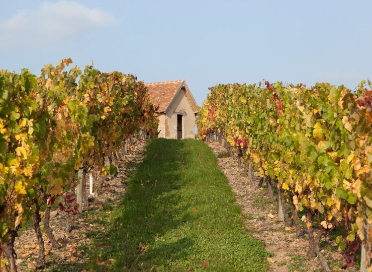 Vignoble de Saint-Pourcain