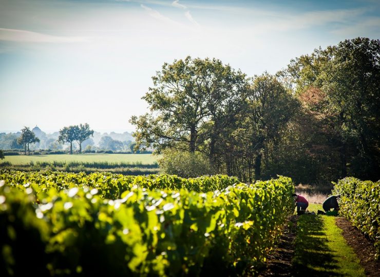 Vignoble de St-Pourçain