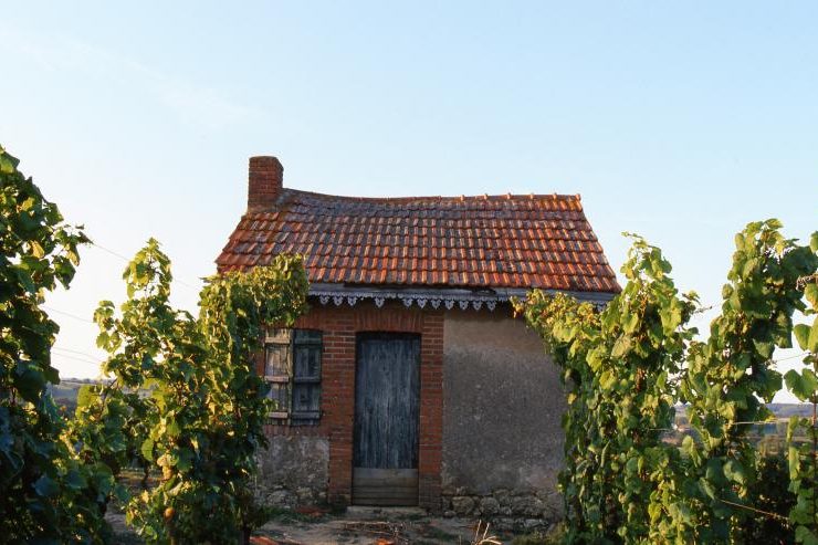 Les vignes de Saulcet