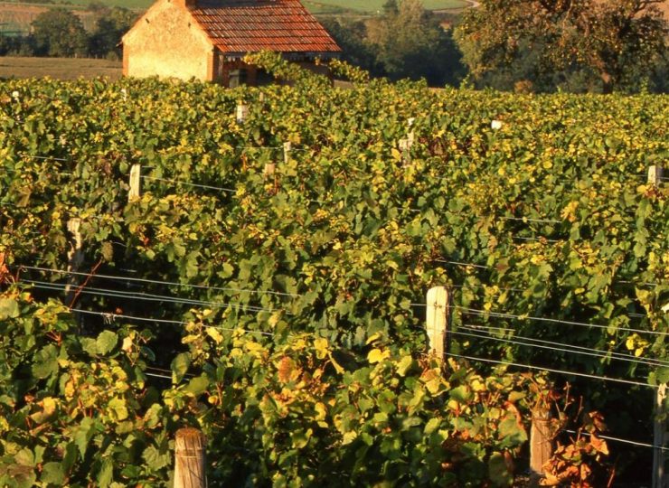 Les vignes de Saulcet