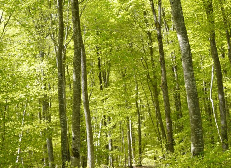 Forêt des Colettes