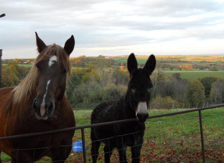 Ozine et Ruby