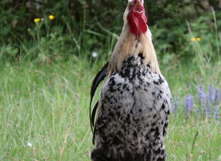 Marie à la ferme