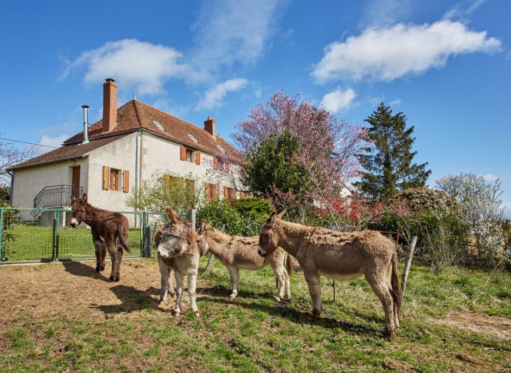 Les ânes de Steph’ânes