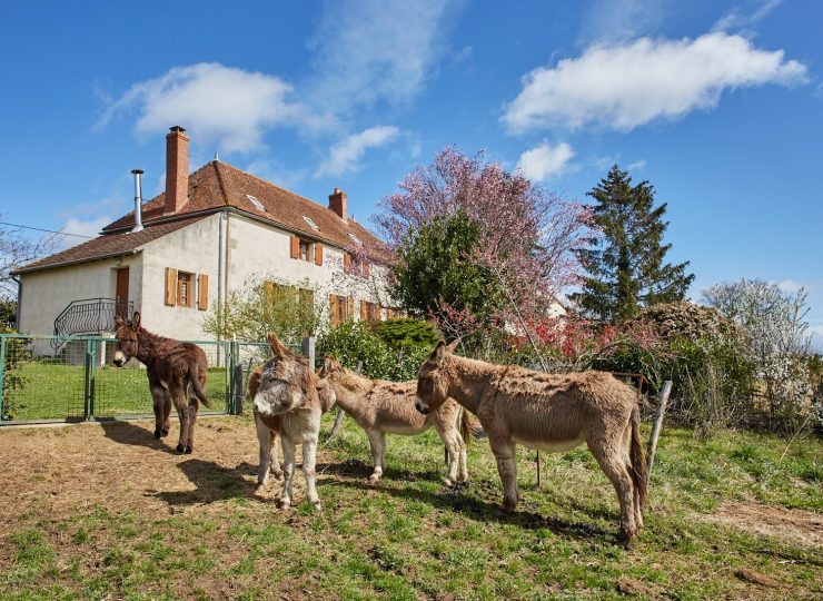 Chez Stéph’Ânes