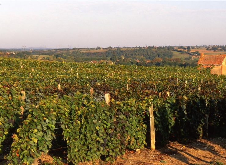 Les vignes de Saulcet